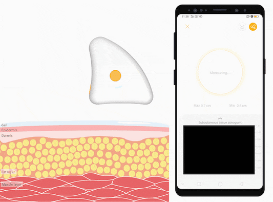 Body Fat & Muscle Tracker